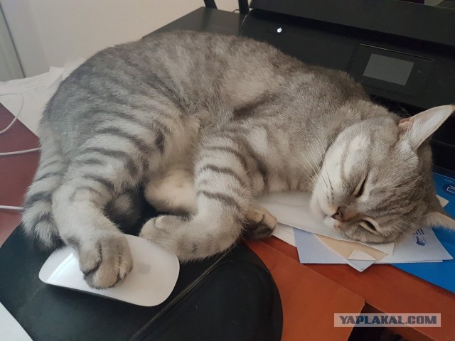 Котейка поломался