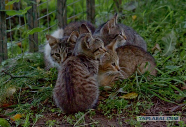 Котовторник 18.07.2017