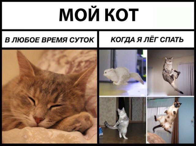 Коты и Кошки