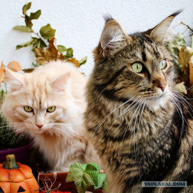 Котовторник 31.10.2017