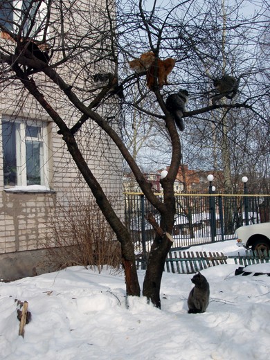 Март. Коты прилетели.