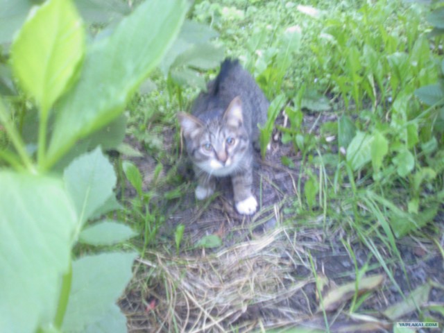 Котовторник 15.02.2011