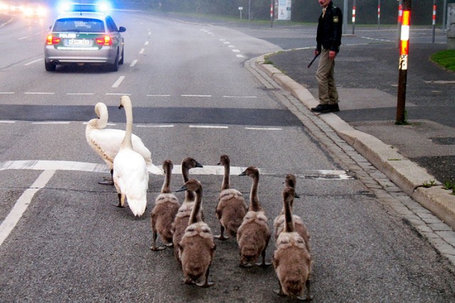 Полицейский эскорт для лебедей