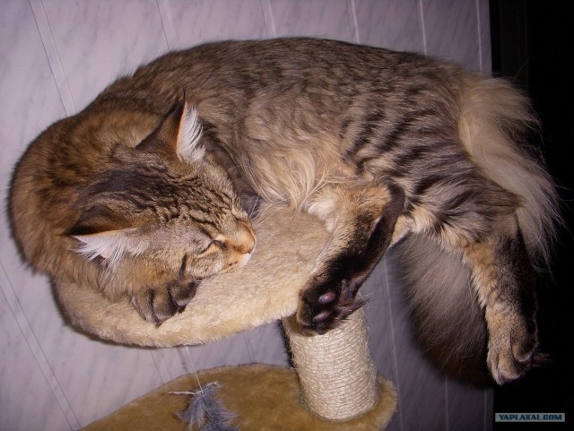 Профессиональный котовторник