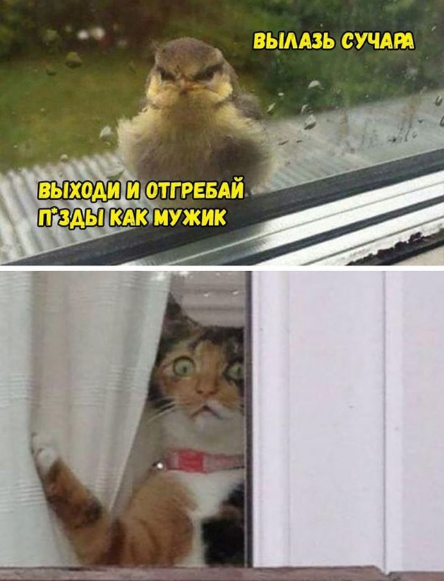 Прикалюхи