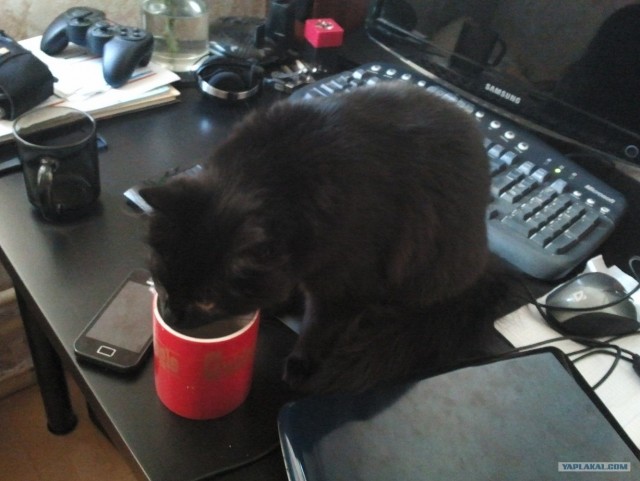 Котовторник 1 мая 2012