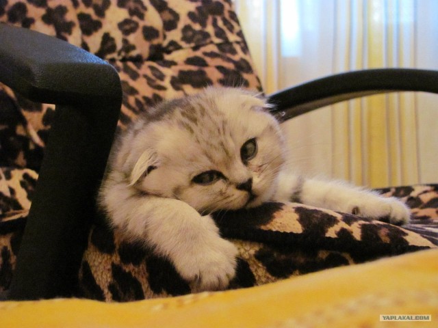 Котовторник на 26.06.12