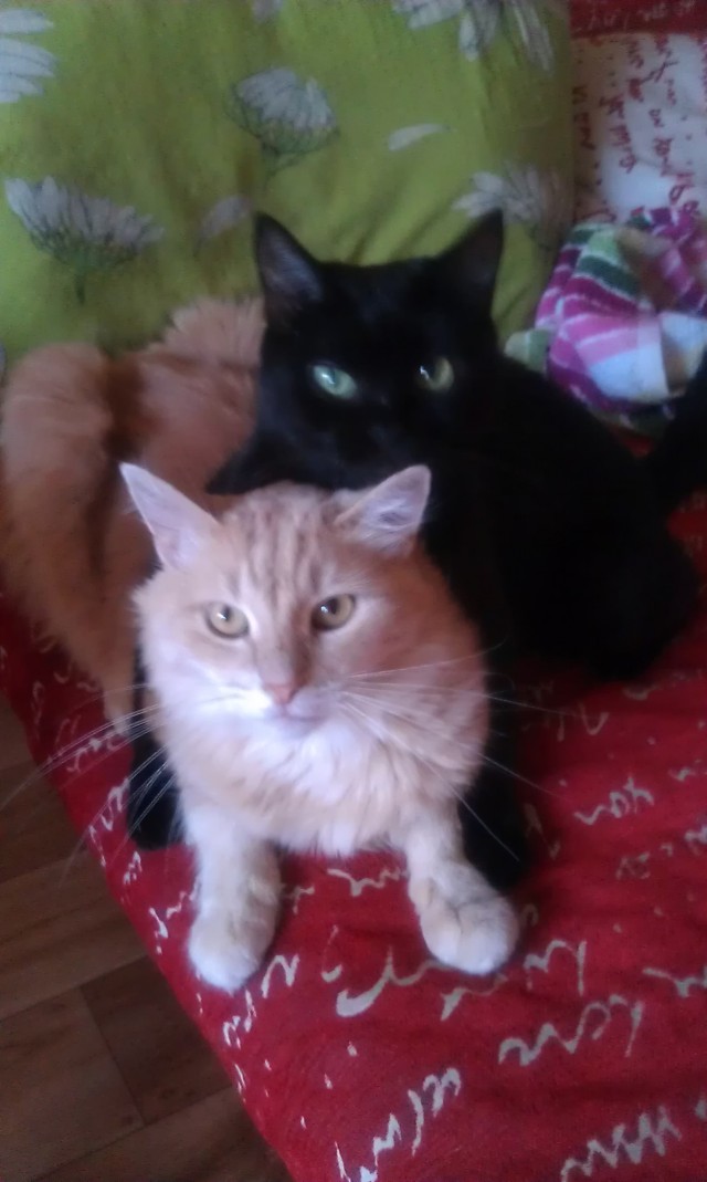 Котовторник  21.08.12