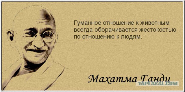 в Петербурге травившую собак догхантершу "накормили" отравленным мясом