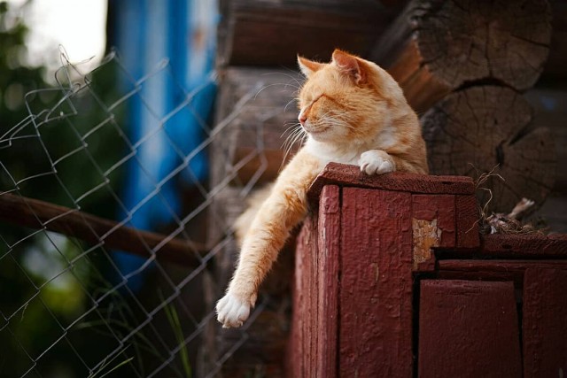 Деревенские котейки