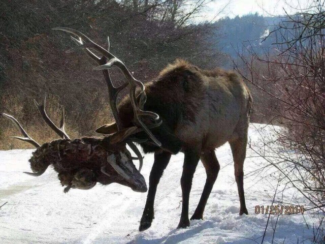 Баран vs олень