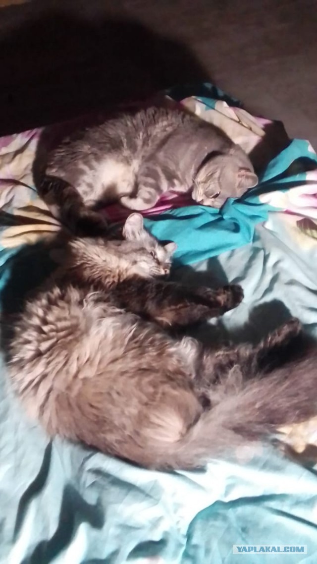 Котовторник 13.10.2020