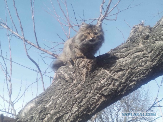 Подобрашка к котовторнику