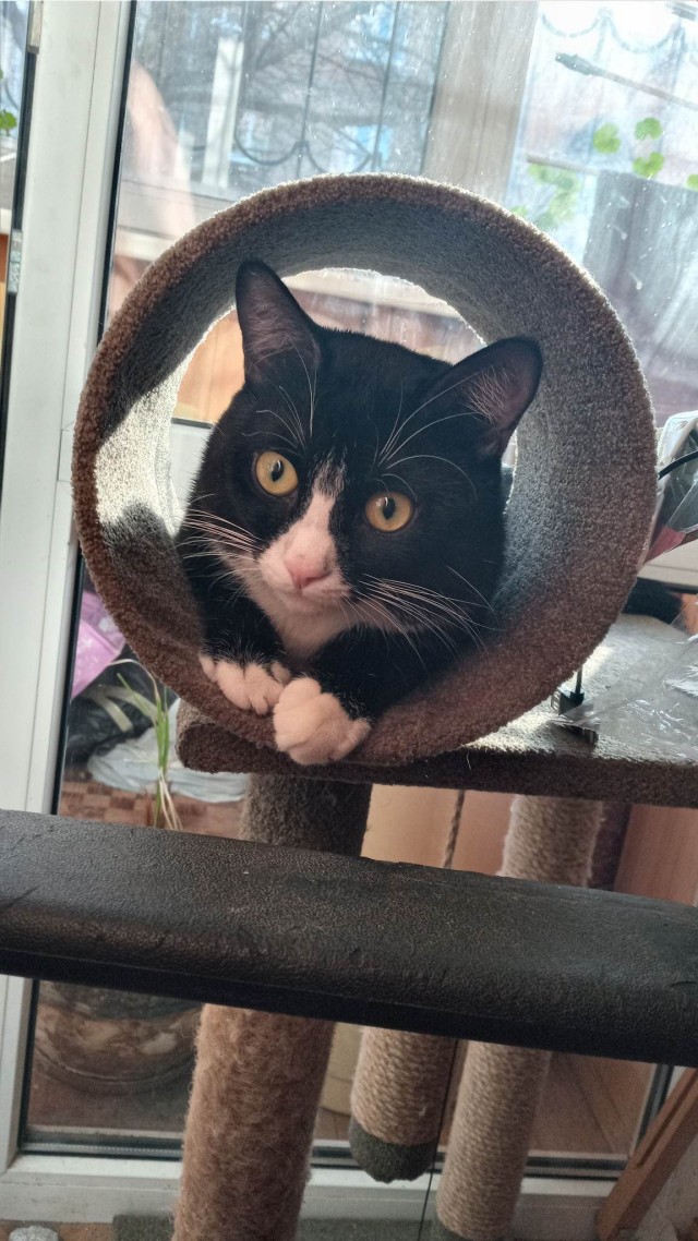 Котовторнику быть!