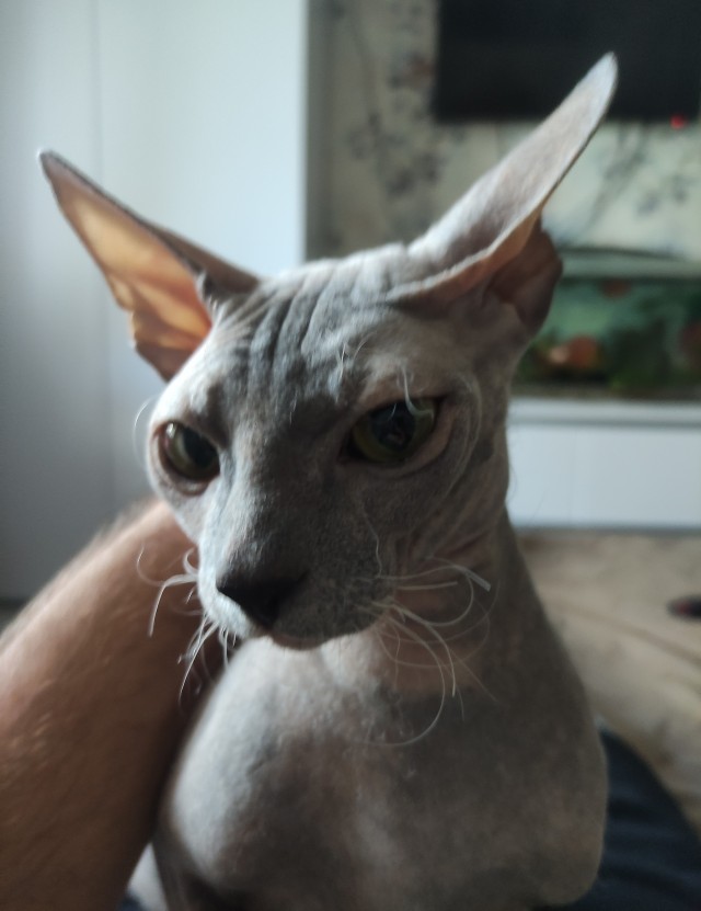 Котовторник 28.09.21