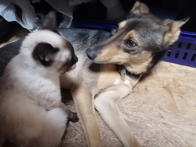 Солнце котовторника уже встало, Господа!