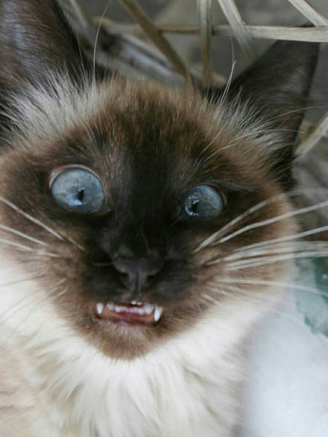 Вторник. Котэ. Пора