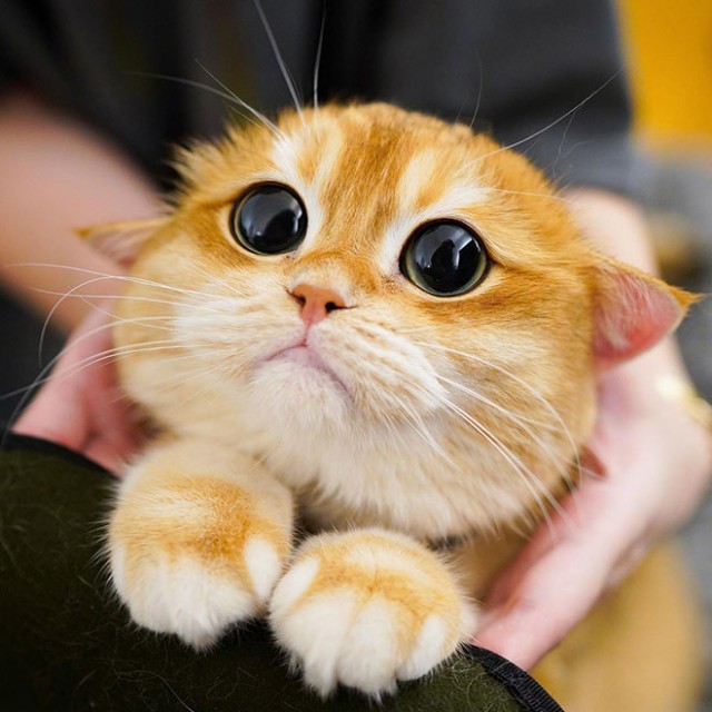 Челендж