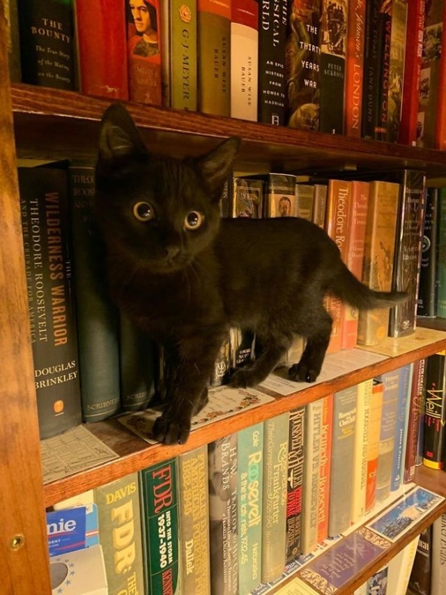 Котовторник