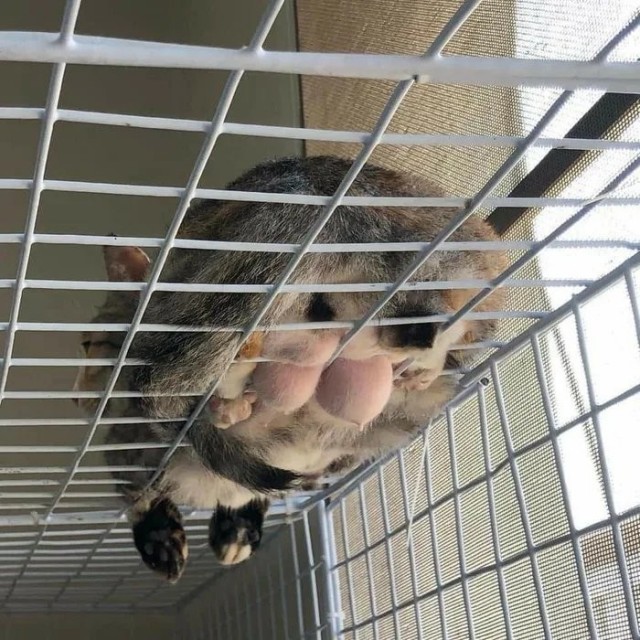 Сиськи в котовторник