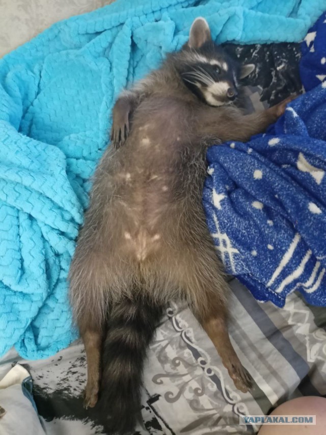 Мой друг немножко подрос