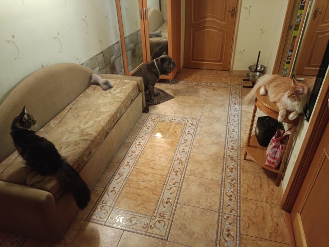 Кошка