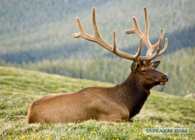 Как познакомиться с девушкой и  сразу потерять 40 тысяч. Грустная история в 5 фотографиях..