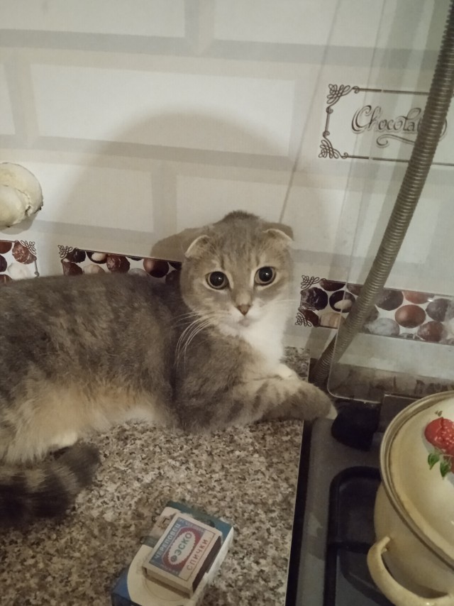 Котовторнику посвящается