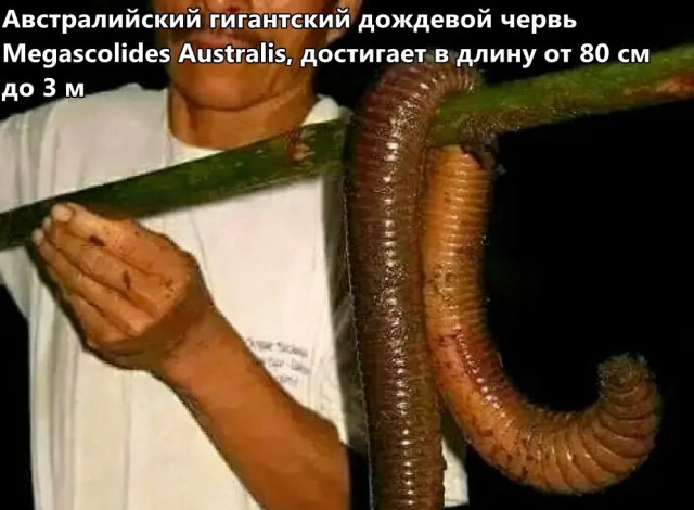 ФотоВинегрет