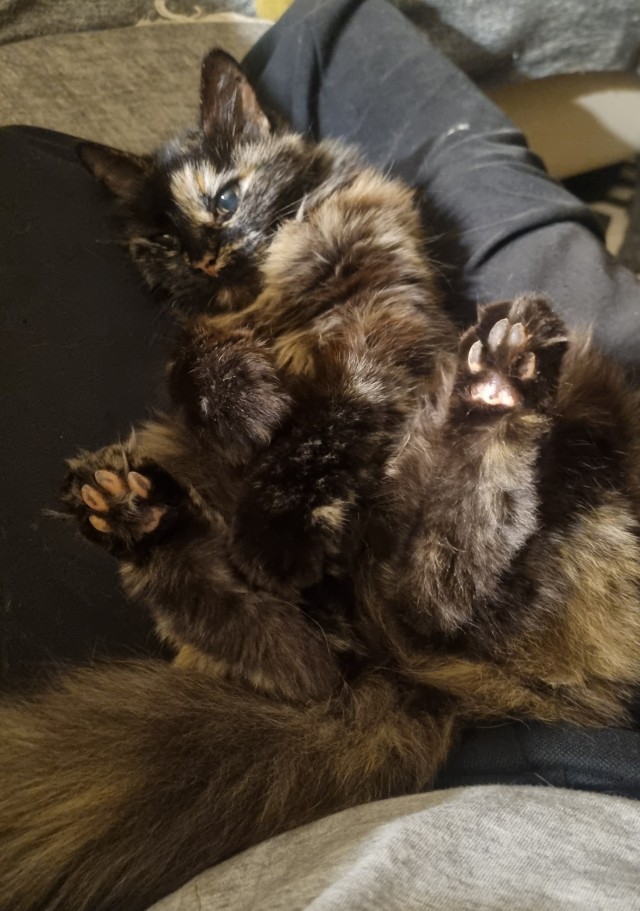 На котовторник