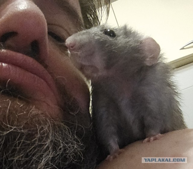 Моё серое солнышко