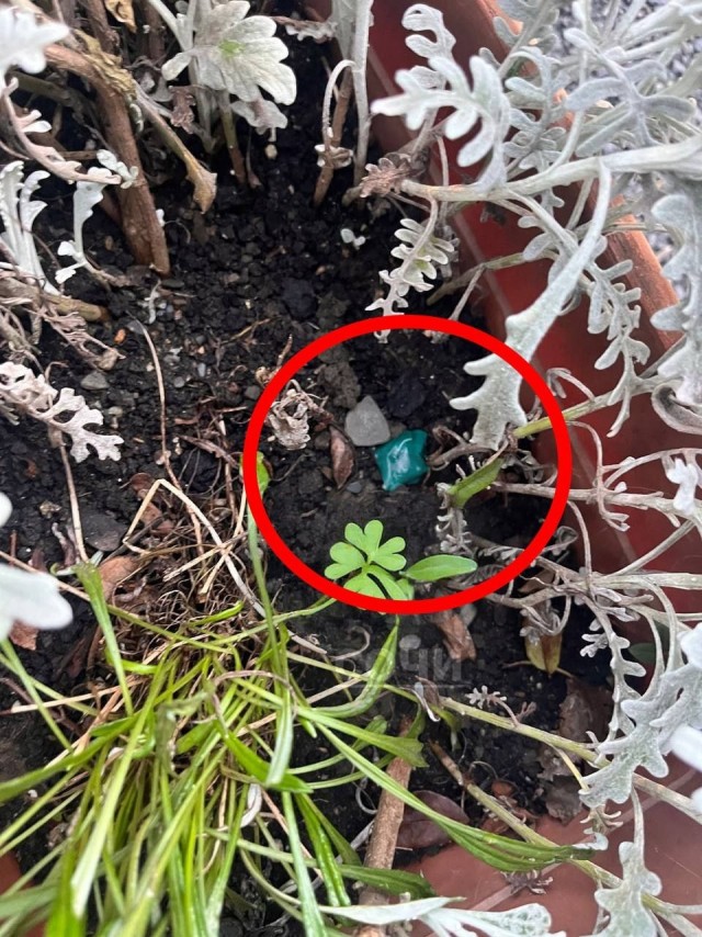 В Сочи местный парень опрокинул Абу наркобарыгу.