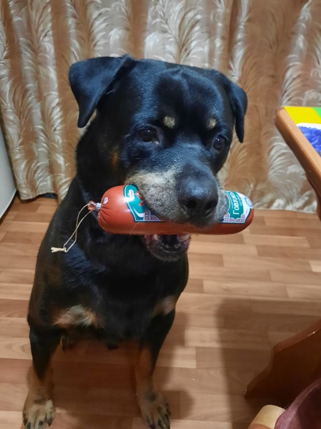 Собакочетверг же