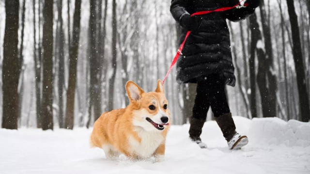 Российским пенсионерам хотят платить пособие по уходу за питомцами в размере от 10 до 20 тысяч рублей