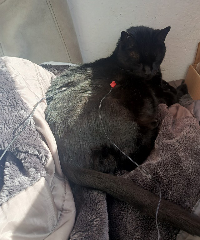 Научная работа: температура кота