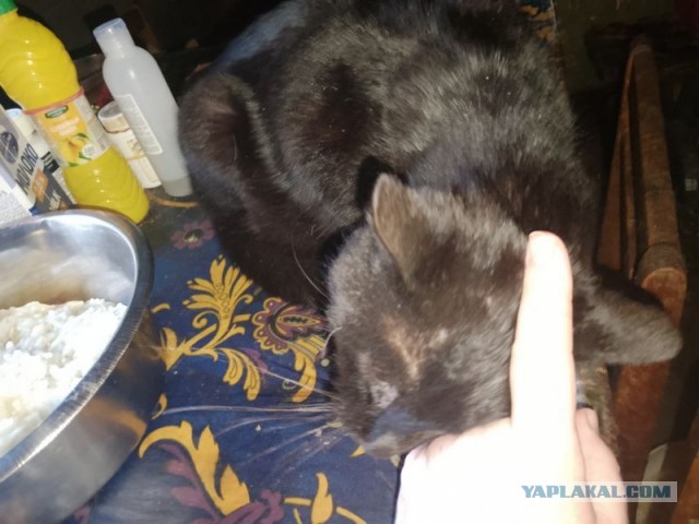 Жизнь домашнего приюта для котеек 542
