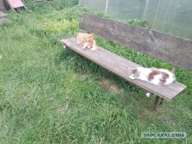 Жизнь домашнего приюта для котеек 549