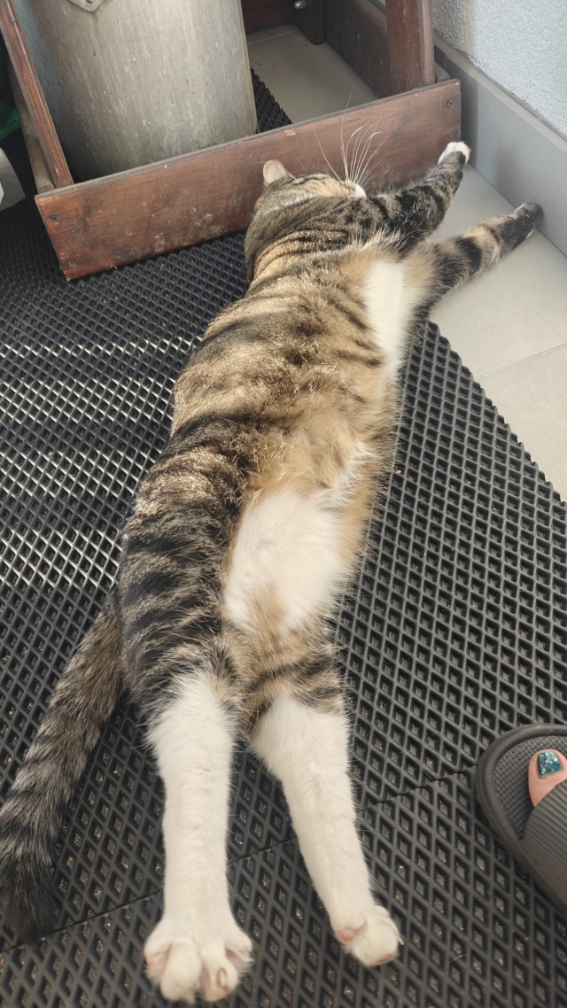 Котаняны