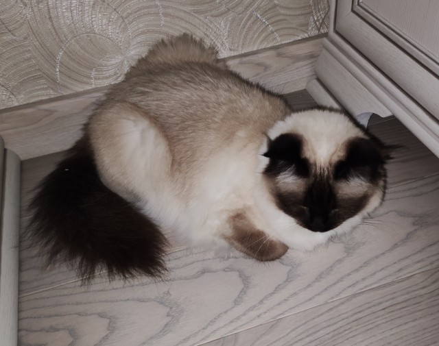 К котовторнику