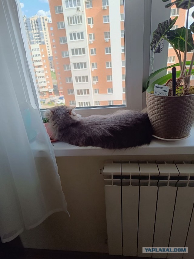Котовторник 21.10.2025