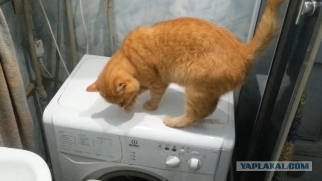 Кот в раковине