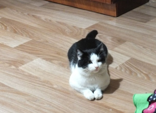 Котовторник