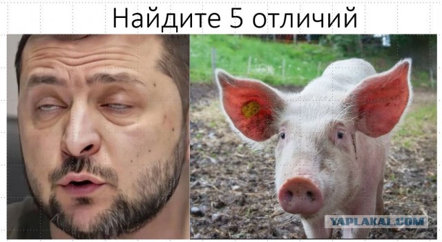 Гендиректор крупной технологической компании Palantir немного не в себе