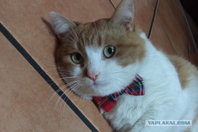 Оглянись, незнакомый прохожий