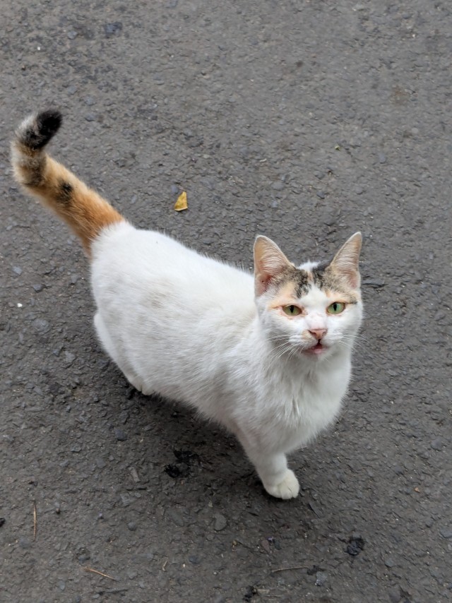 Уличных трёхцветных кошек тред