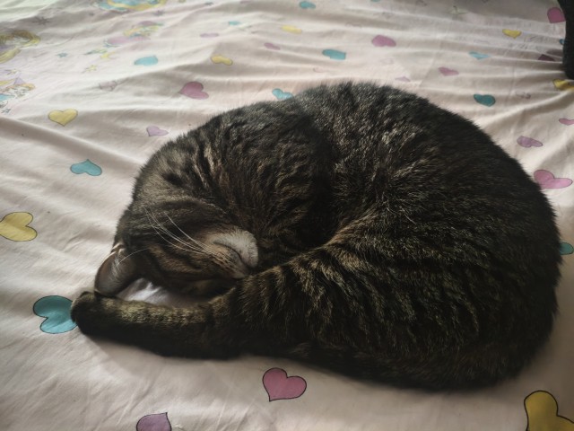 Раз котовторник, то получите )