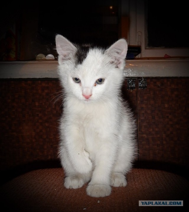 Котовторник 17.09.2013