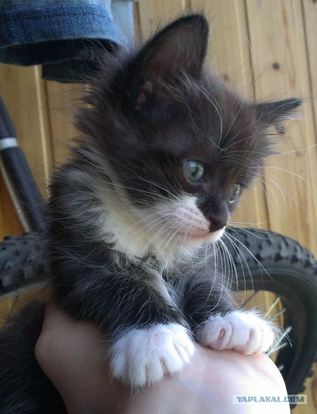 Новая жизнь