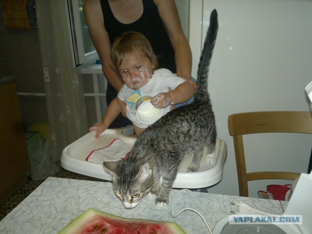 Кошка по имени Мышь