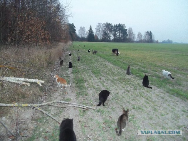 Жизнь домашнего приюта для котеек 34